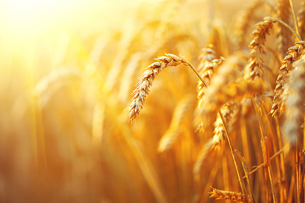安徽省主产区小麦收获进入扫尾阶段 各地陆续转入夏种