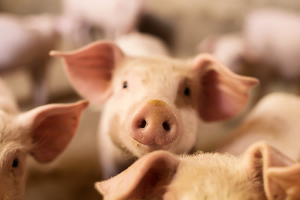 生猪价格“涨”声响起 底部反弹还是周期反转？ 近一个月来，上市猪企获得超百家机构调研