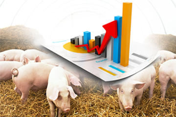 罗牛山：截至2022年8月末，公司生猪存栏数43.69万头