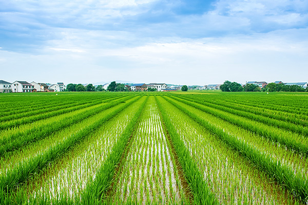 福建省优质稻品种选育取得新突破