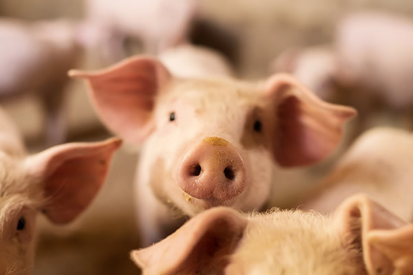 4.8亿元收购金农现代 金新农加码大湾区生猪养殖产业