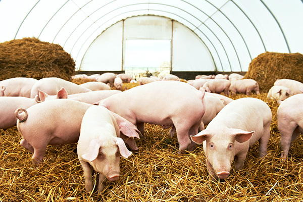 新希望11月生猪销售收入33.54亿元 同比增加118.63%