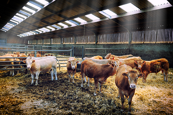 西部牧业：公司拥有6家参股奶牛养殖公司，牧草均从周边地区收购