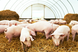 牧原股份：截至2023年5月末，公司能繁母猪数量约298万头