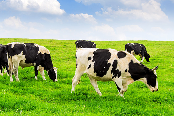 宁夏缓解牛奶产业发展资金难题