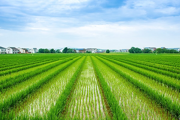 南京水稻最高亩产达810公斤