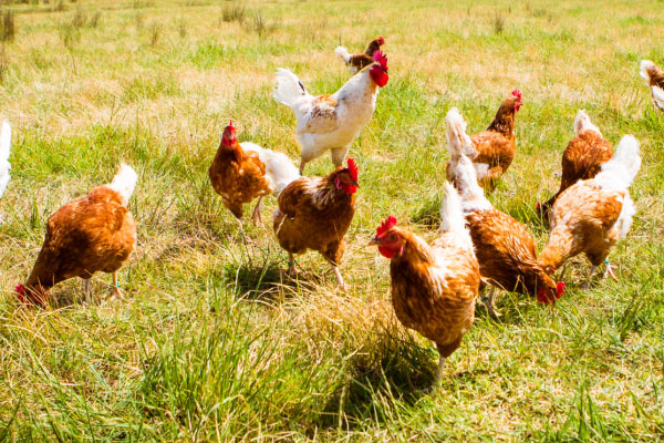 拉萨市大力发展藏鸡养殖业