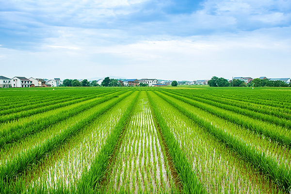机器人除草、大数据施肥！<em>南京</em>六合区进一步推进农业生产机器化、智能化