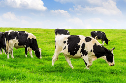 化解奶水牛种源问题 皇氏集团打通巴基斯坦优质水牛胚胎入华渠道